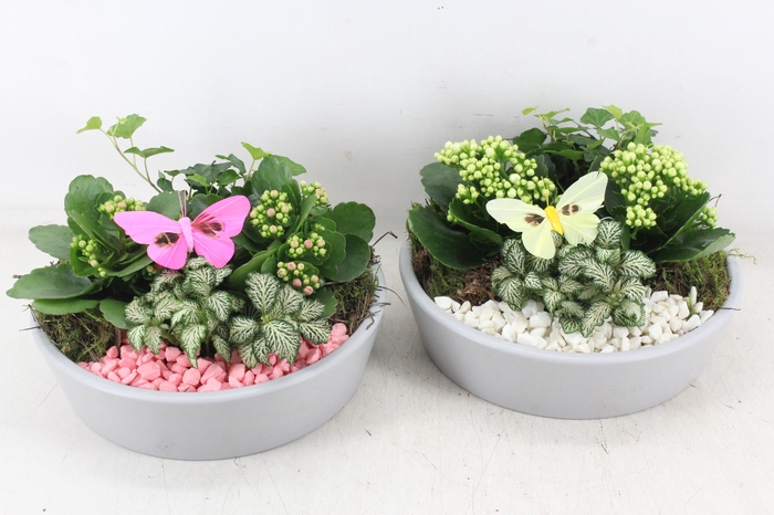 <h4>arr2 PL - Ker. schaal grijs - roze/wit</h4>