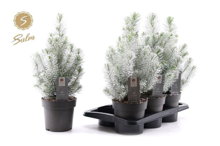 <h4>PINUS SILVER CREST</h4>