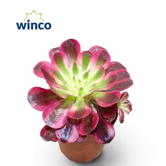 <h4>Aeonium Medusa</h4>