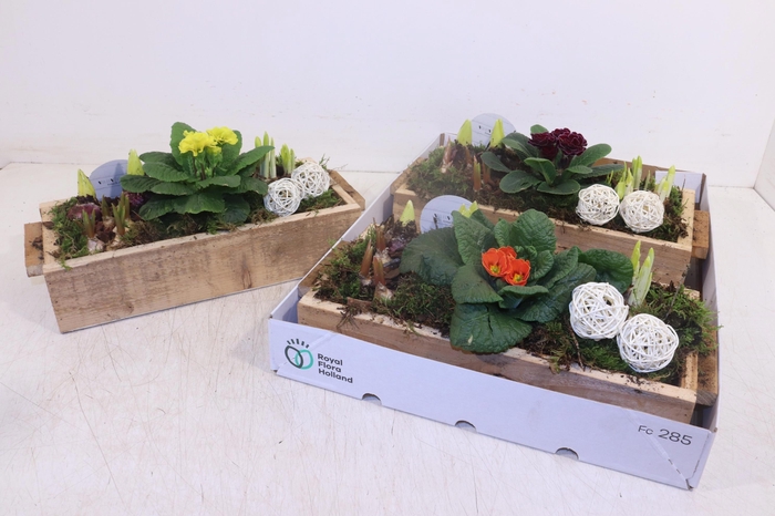 <h4>ARR TUINPLANTEN</h4>