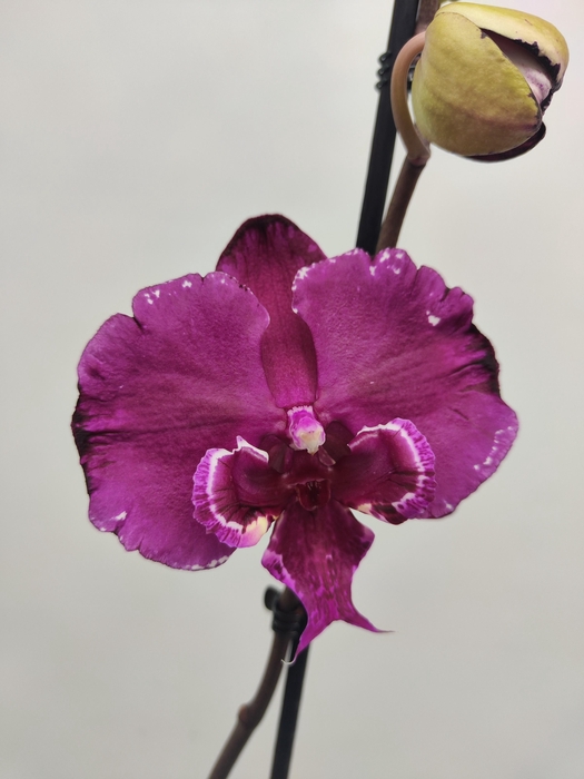 <h4>Limited 39 week 2</h4>