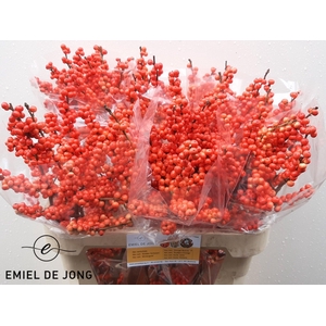 ILEX VE OUDIJ ORANGE