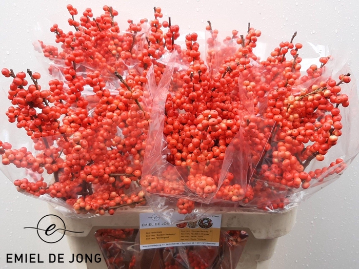 <h4>ILEX VE OUDIJ ORANGE</h4>