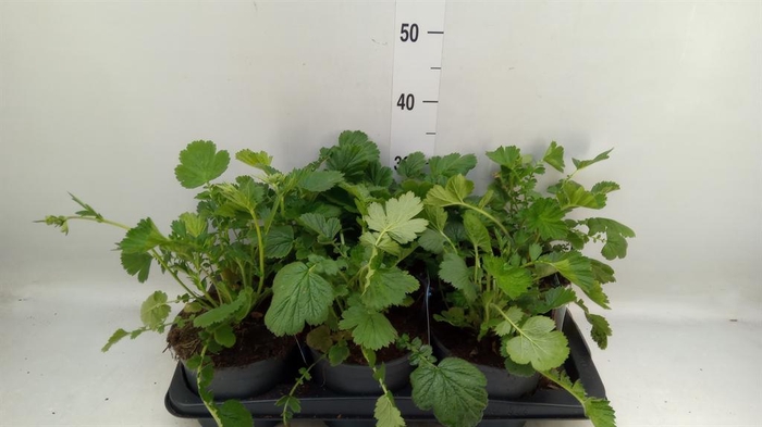 <h4>Geum chiloense 'Mrs Bradshaw'</h4>