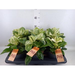 Philodendron  'Birkin'