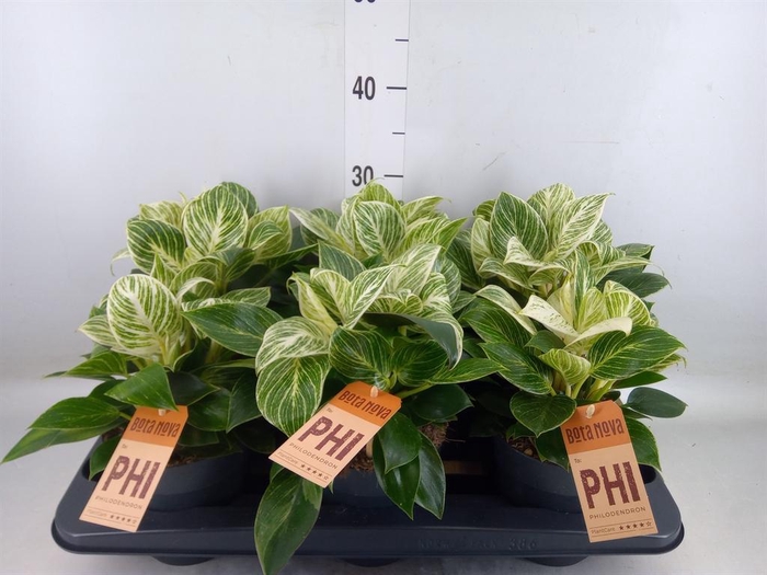 <h4>Philodendron  'Birkin'</h4>