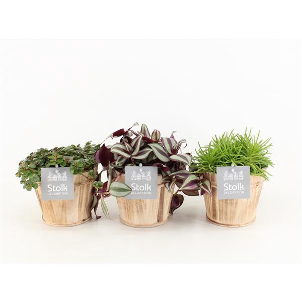 <h4>Pure Green Mix in Wood bruin soorten : Rhipsalis, Tradescantia, Sedum</h4>