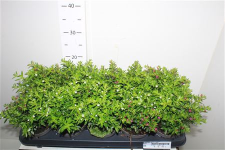 <h4>Cuph Hyss Gem In Pot</h4>