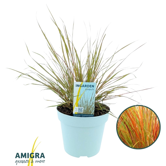 <h4>Stipa Arundinacea “Pheasant”</h4>