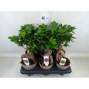 Ficus microcarpa 'Ginseng'