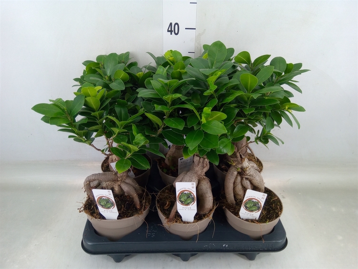 <h4>Ficus microcarpa 'Ginseng'</h4>