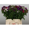 DI BARB MIX BD pro Eimer ANGEBOT