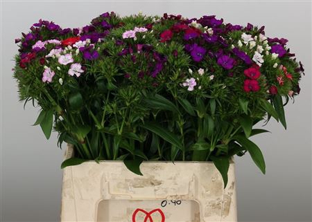DI BARB MIX BD pro Eimer ANGEBOT