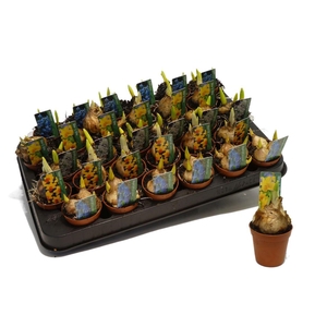 arr8 Bolbloemen Mini Mix