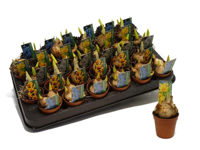 <h4>Bolbloemen Mini</h4>