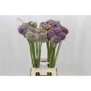 ALLIUM MRS BOUQUET ALLIUM MRS BOUQU