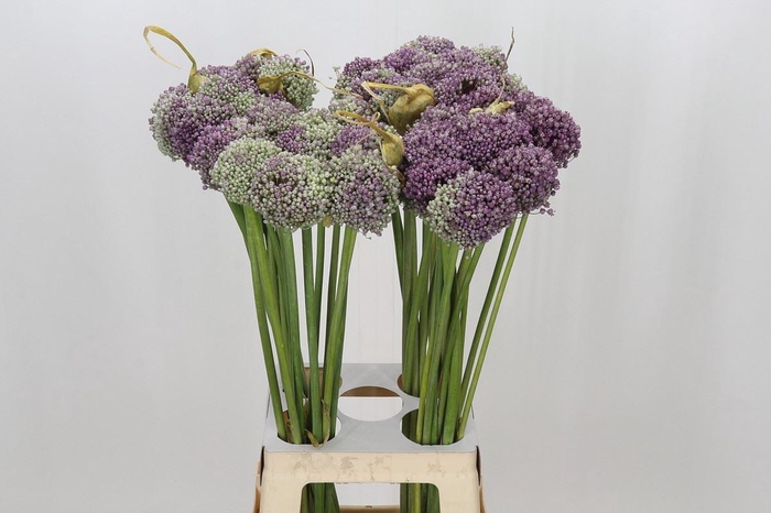 <h4>ALLIUM MRS BOUQUET ALLIUM MRS BOUQU</h4>