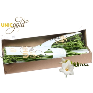 UG Dijk - Ilse box