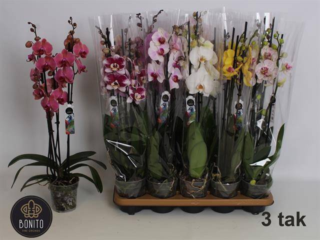 <h4>PHAL GEM 8 KL</h4>