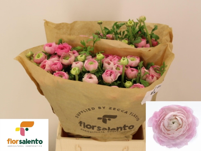 <h4>RAN EL PINK</h4>