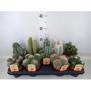 Cactus   ...mix