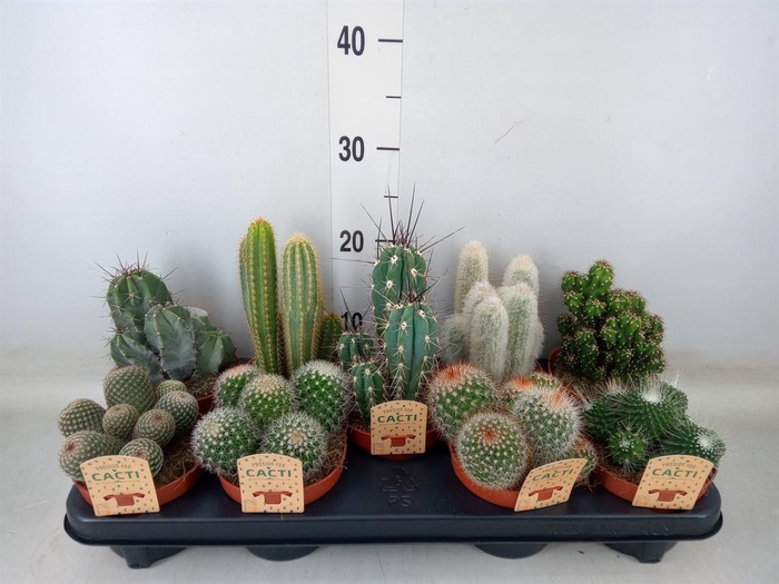 <h4>Cactus   ...mix</h4>