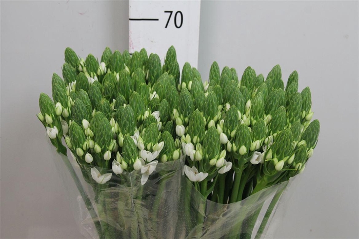 <h4>Ornit Thyrsoides</h4>