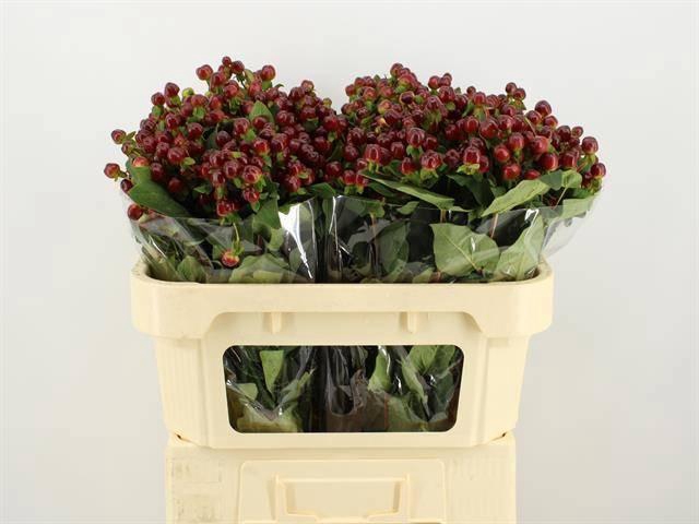 <h4>HYP MAG CHERRY</h4>