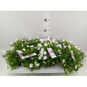 Campanula porten. 'Ambella White'