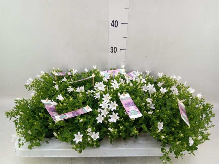<h4>Campanula porten. 'Ambella White'</h4>