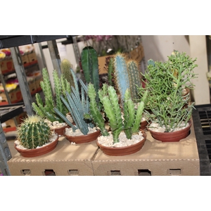 CACTUS VARIADO P15