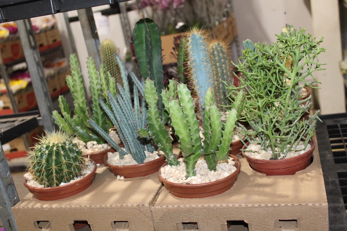 <h4>CACTUS VARIADO P15</h4>
