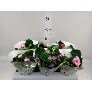 Sinningia  'Sonata'   ...mix