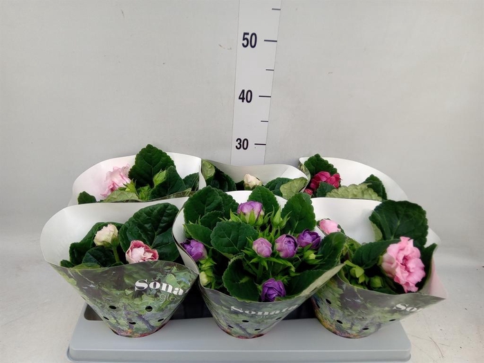 <h4>Sinningia  'Sonata'   ...mix</h4>