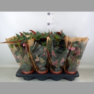 Begonia BD mac. 'Spotlight Green'