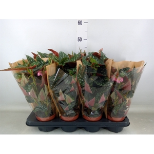 Begonia BD mac. 'Spotlight Green'