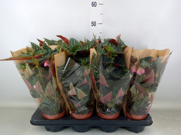 <h4>Begonia BD mac. 'Spotlight Green'</h4>