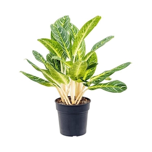 Aglaonema 'Key Lime'