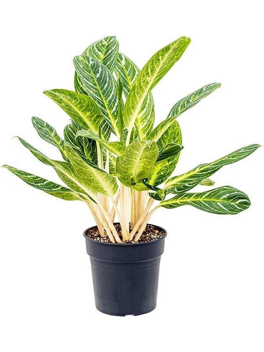 <h4>Aglaonema 'Key Lime'</h4>