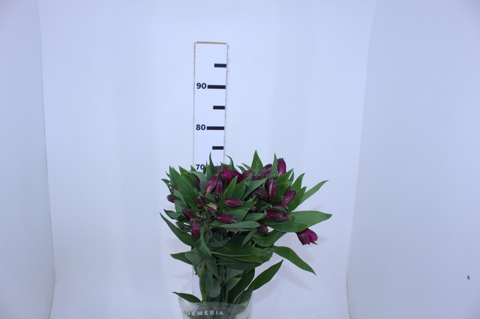 ALSTROEMERIA REAL 080 CM