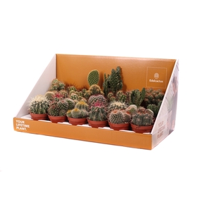 Cactus mix 8,5 cm in showdoos your lifetime plant