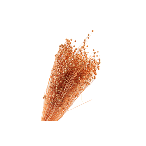 Lino Vlas Coral