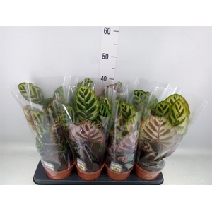 Calathea makoyana