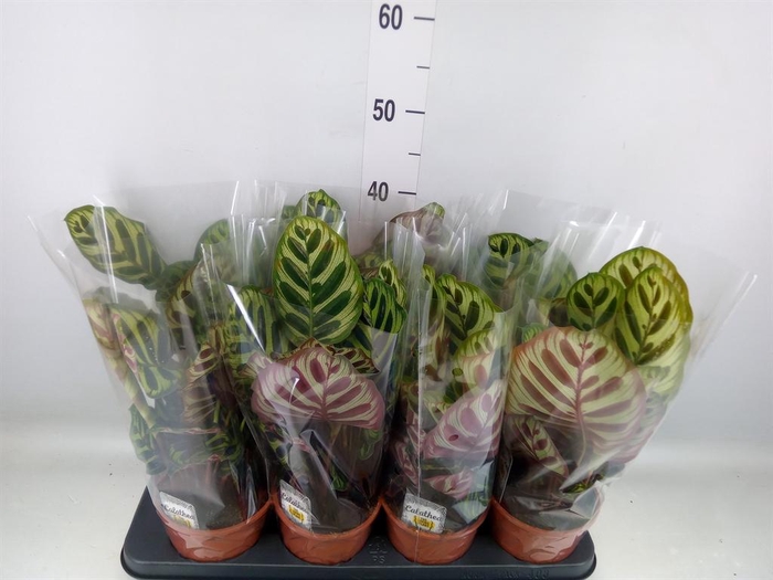 <h4>Calathea makoyana</h4>