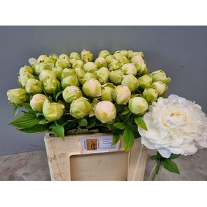 PAEO L PUFFED COTTON