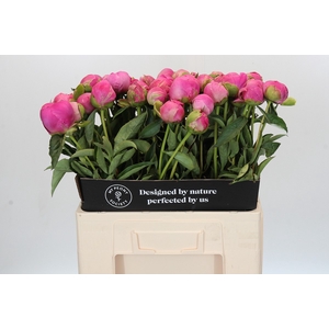 Paeonia Jacorma