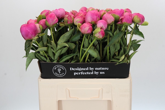 <h4>Paeonia Jacorma</h4>