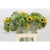Helianthus Orange Fire