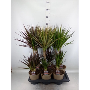Dracaena   ...mix