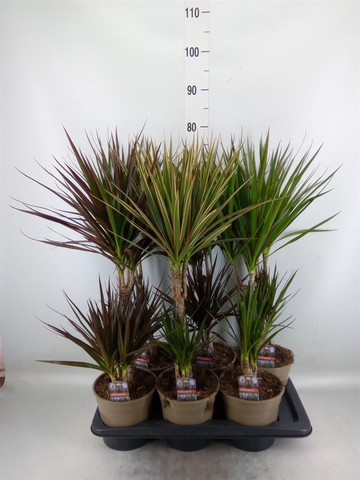 <h4>Dracaena   ...mix</h4>